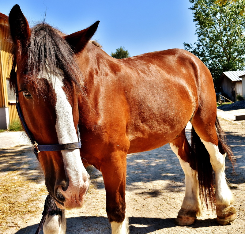 reitstall, domestic, no people, land, ride, day, ranch, domestic animals, mammal, vertebrate, animal world, coupling, herbivorous, standing, animal wildlife