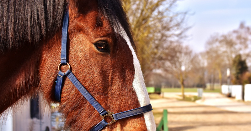 animal body part, focus on foreground, meadow, no people, nature, livestock, 5K, big horse, animal head, shire horse, one animal, mammal, herbivorous