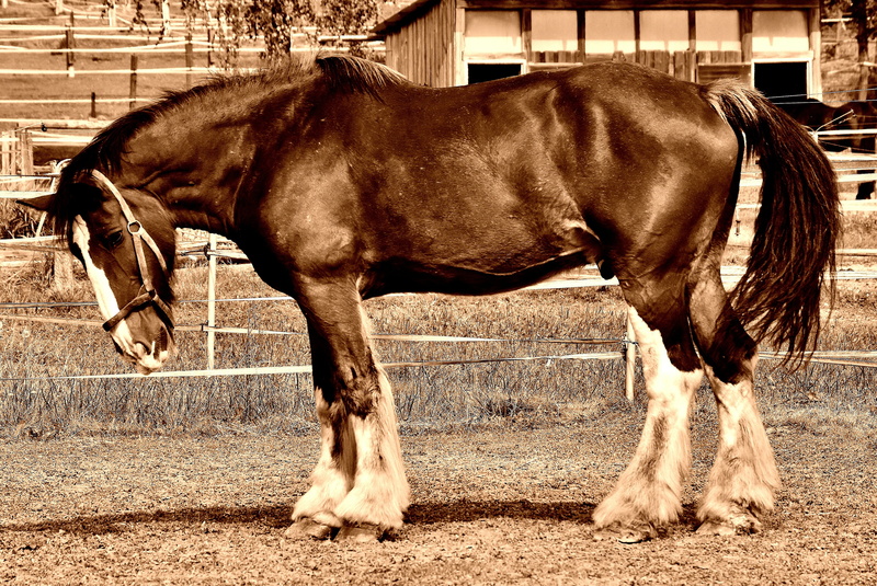 shire horse, one animal, standing, day, horse, nature, pets, meadow, animal wildlife, ranch, big horse, field, land, 4K, working animal, outdoors, paddock