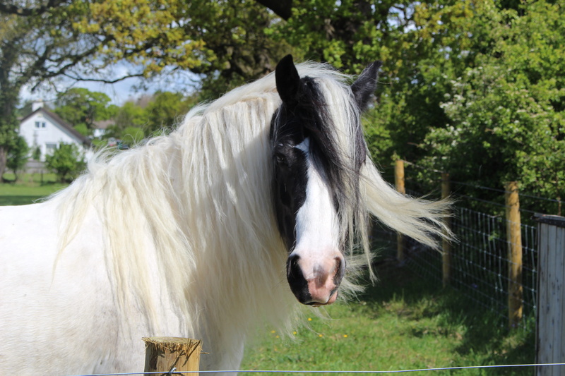 mane, 5K, horse, animal head, black, white color, farm, animal themes, vertebrate, no people, animal hair, nature, breed, otley, working animal, hair