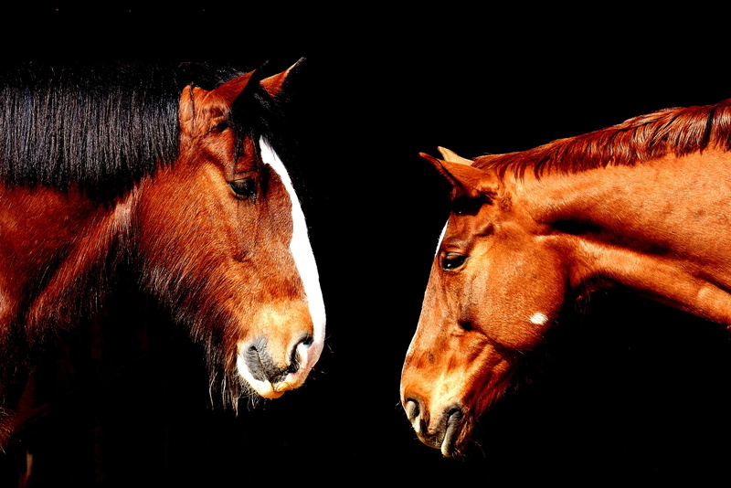 vertebrate, shire horse, horses, horse, indoors, mammal, herbivorous, friendship, close-up, animal, animal body part, animal mouth, horse stable, animal head