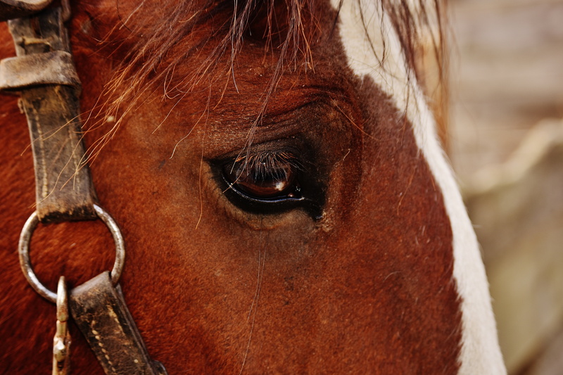 animal wildlife, no people, animal, livestock, face, mammal, big horse, ride, horse, vertebrate, 5K, close-up, animal eye, brown, domestic animals, herbivorous