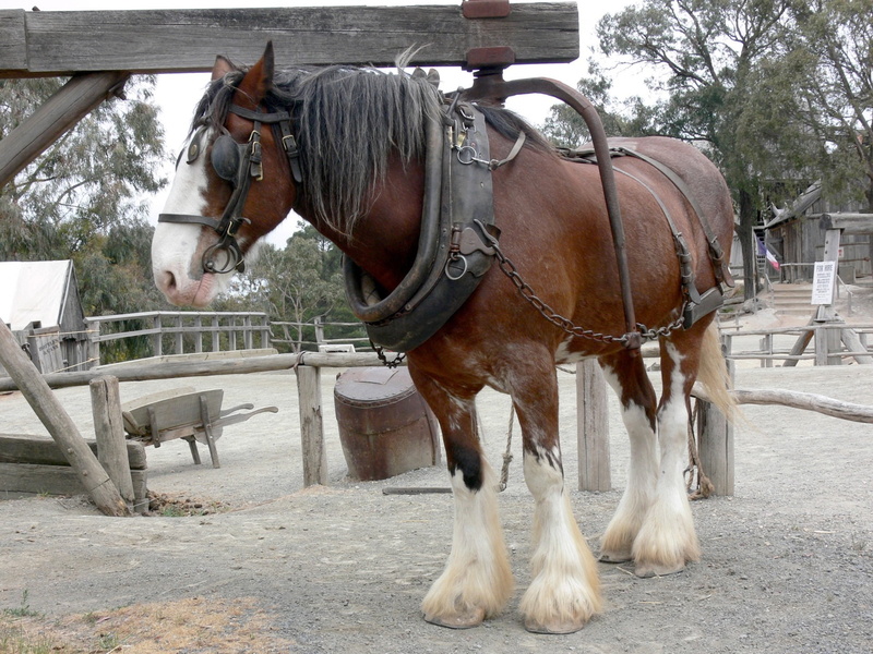 built structure, architecture, animal wildlife, equine, group of animals, bridle, vertebrate, domestic, domestic animals, animal themes, shire, outdoors