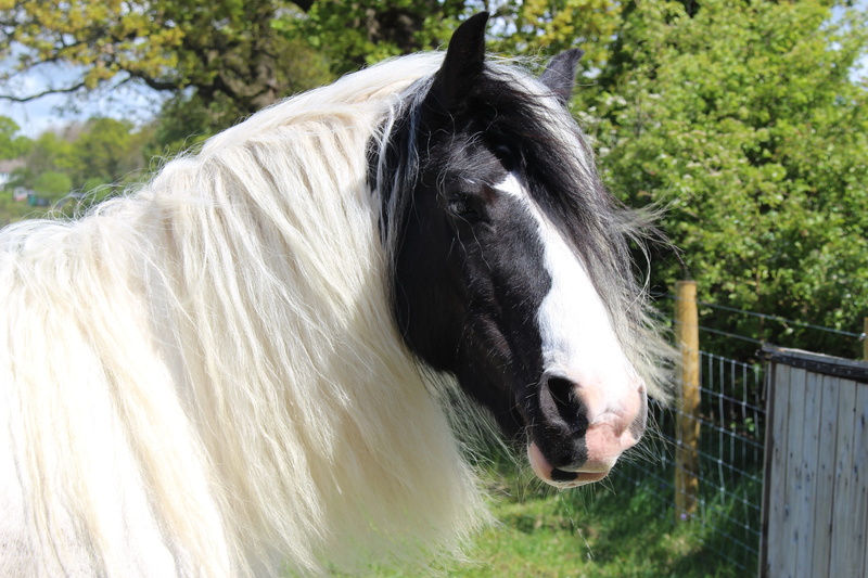 horse, ranch, focus on foreground, head, near, white, mare, vertebrate, herbivorous, pets, boundary, animal head, domestic, plant, black, shire, animal themes