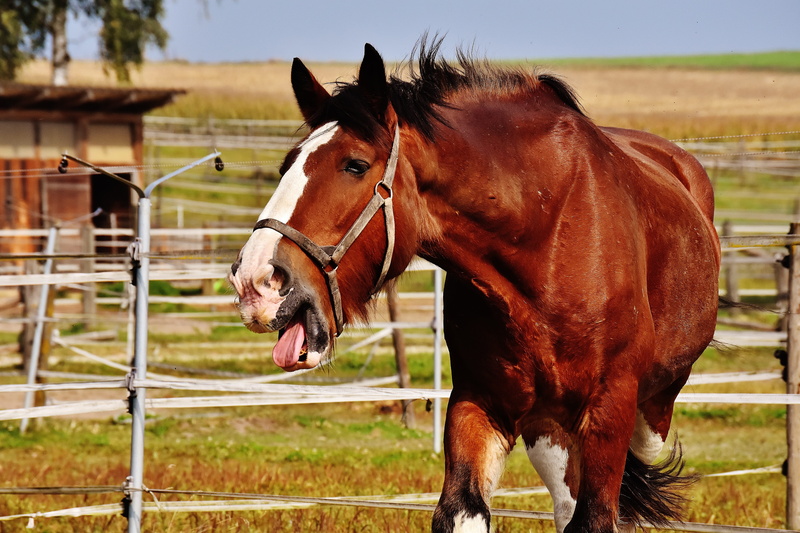 animal themes, horse, herbivorous, boundary, big horse, nature, one animal, animal head, 5K, livestock, ranch, domestic animals, paddock, ride, no people