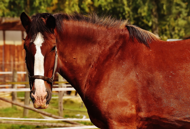 domestic animals, vertebrate, herbivorous, focus on foreground, animal world, animal wildlife, one animal, nature, shire horse, animal, animal themes, horse