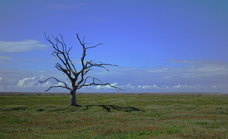 global, bare tree, lonely, final, epilogue, outdoors, 5K, blue, death, grass, warming, depression, disease, tranquil scene, solitude, drought, horizon