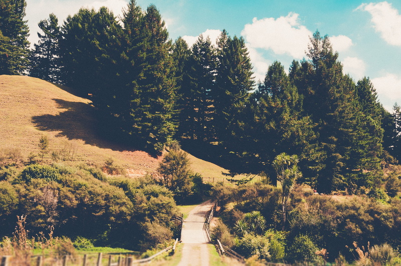 non-urban scene, matamata, scenics - nature, way, day, direction, outdoors, no people, beauty in nature, the way forward, 4K, growth, nature, road, forest