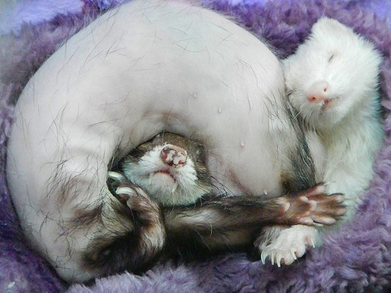 resting, 1080P, whisker, ferrets, hair lost, impossible, ayer, brown, indoors, united states, animal themes, up, mammal, domestic animals, high angle view