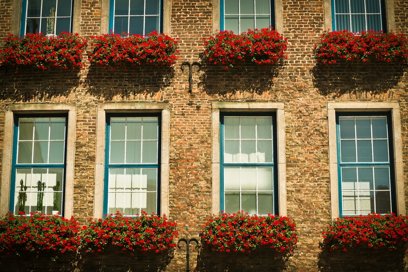 düsseldorf, old, old town, growth, flower, historically, facade, outdoors, concrete, red, hauswand, historic preservation, no people, sunlight, home, stone wall