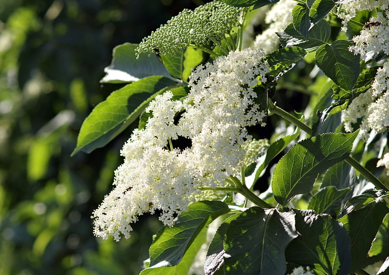 natural medicine, health, tree, day, beauty in nature, umbel, close-up, white, sunlight, flower, branch, no people, plant, freshness, healing, focus on foreground