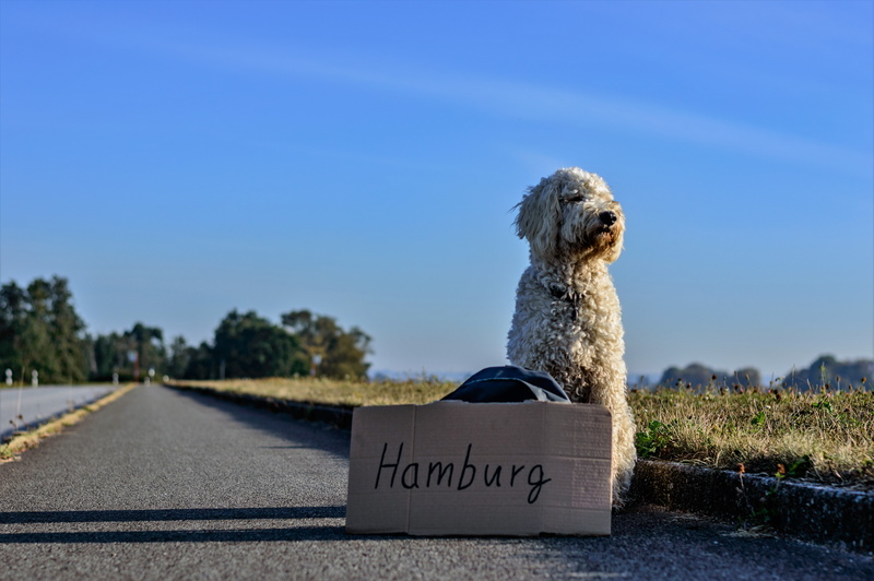 blue, sunlight, communication, 5K, hitch-hike, box, hitcher, focus on foreground, white, animal themes, pets, goldendoodle, fawn, western script, sits