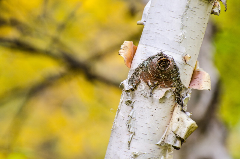 tree trunk, forest, Tree, branch, 4K, trunk, tree, white, outdoors, deforestation, plant, Fall, leaf, wood - material, focus on foreground, timber, birch trees