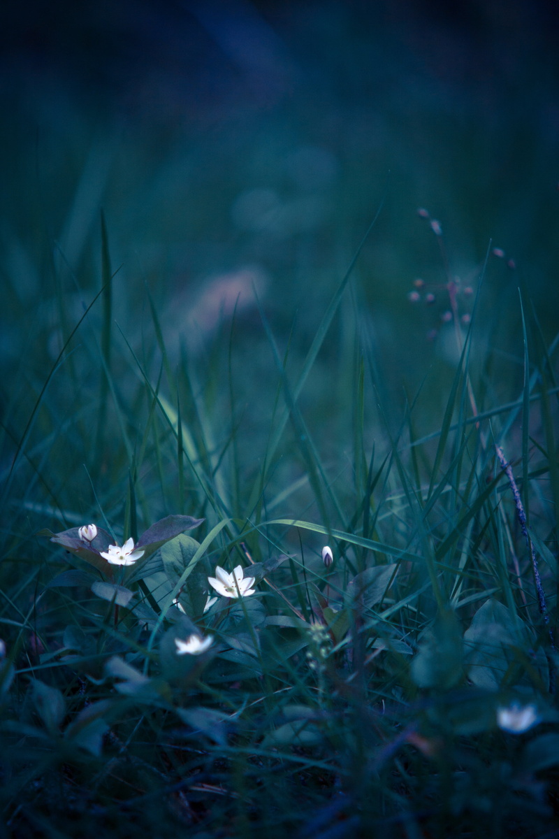 springtime, animal themes, nature, soft focus, 4K, outdoors, land, freshness, flower, plants, field, plant, fragility, petaled, close-up, natural flower