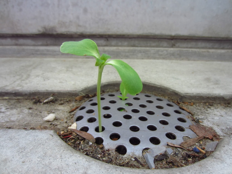 close, pattern, day, Sun Flower, animal themes, green, one animal, plant part, Channel, focus on foreground, seedling, still life, metal, growth, nature