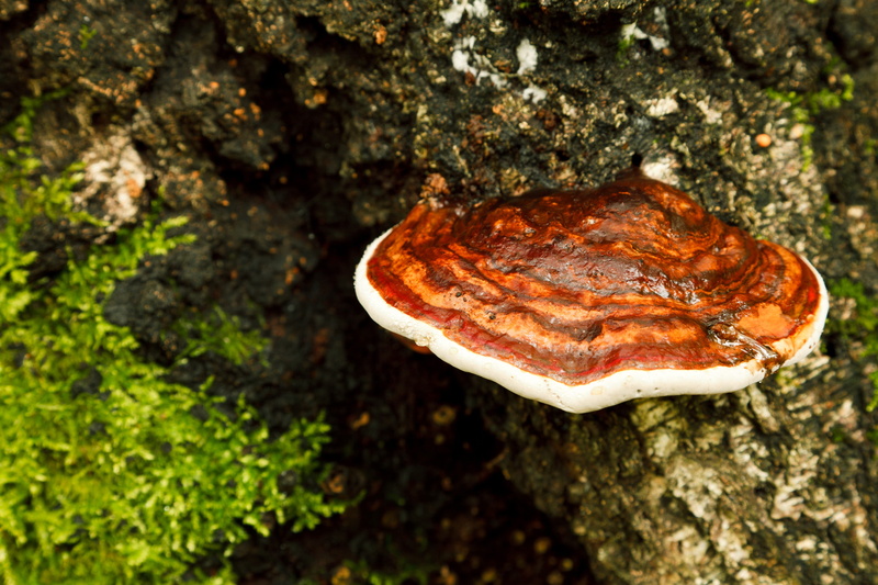 animal themes, Fungi, red, banded, one animal, solid, no People, 4K, autumn, plant, Fungus, bark, Brown, spore, outdoors, trunk, close-up, macro, textured