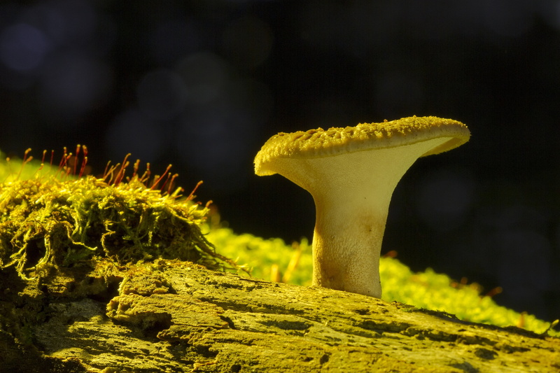 fungus, one animal, animal themes, rock, wood fungus, animal wildlife, solid, brown, day, rock - object, moss, mushroom, marine, white, night, nature, outdoors