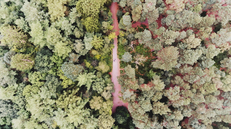 green Color, moss, tranquility, backgrounds, drone, land, 4K, leaf, field, wood, directly above, no people, outdoors, full frame, green, close-up, forest