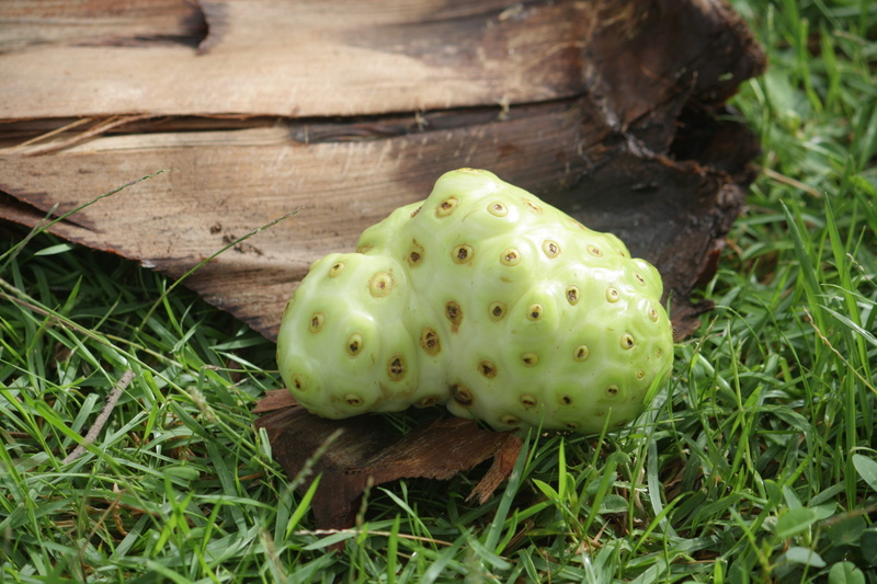 Fruit, fungus, raw Food, land, close-up, mushroom, Caribbean, medicinal products, growth, vegetarian Food, green Color, animal themes, no people, medicinal plant