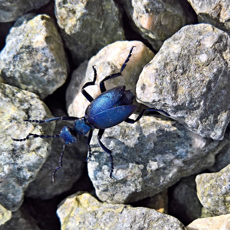 stone - object, rock - object, zoology, insect, close, bug, solid, invertebrate, blue, royal blue, pebble, 1080P, day, metallic shiny, animals in the wild