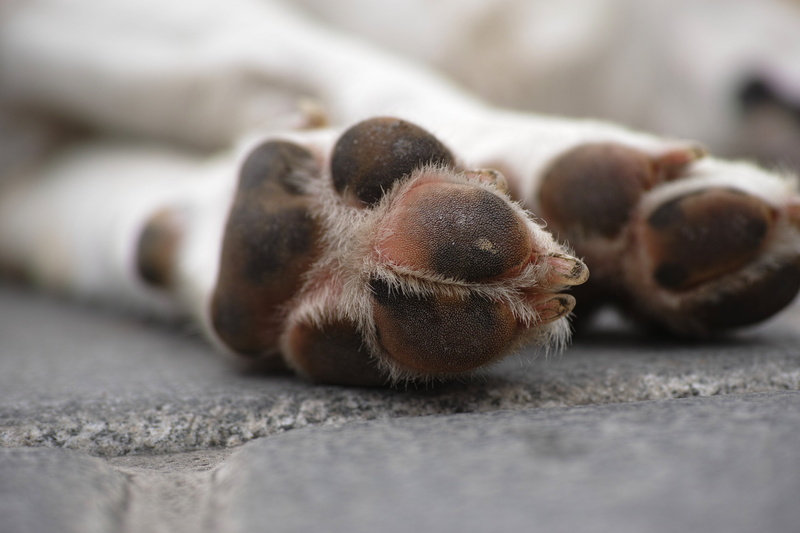 photo, one animal, close, nobody, dog, animal, floor, puppy, paw, animal leg, selective, short, pow, close-up, pets, avenue, outdoors, death, sleep, brown