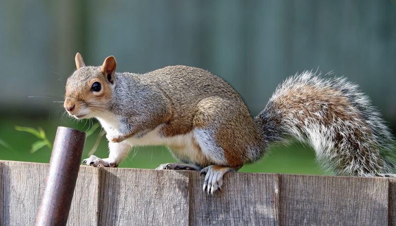 wood - material, color Image, day, animal, close-up, tree, fence, animals In The Wild, on top, cute, vertebrate, rodent, brown, no people, barrier, forest