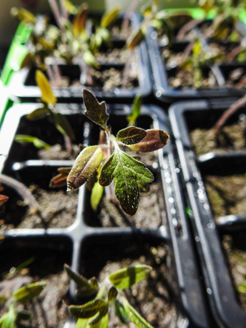 4K, grow, selective focus, beginnings, Plant, field, growth, animals in the wild, life, freshness, beauty in nature, agriculture, ecology, green color