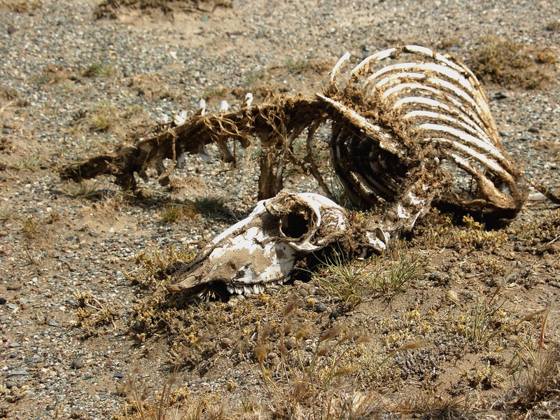 nature, one animal, animal skull, animal Skeleton, nimal, skeleton, animal body part, animal, dead, no people, animal Bone, sunlight, wildlife, high angle view