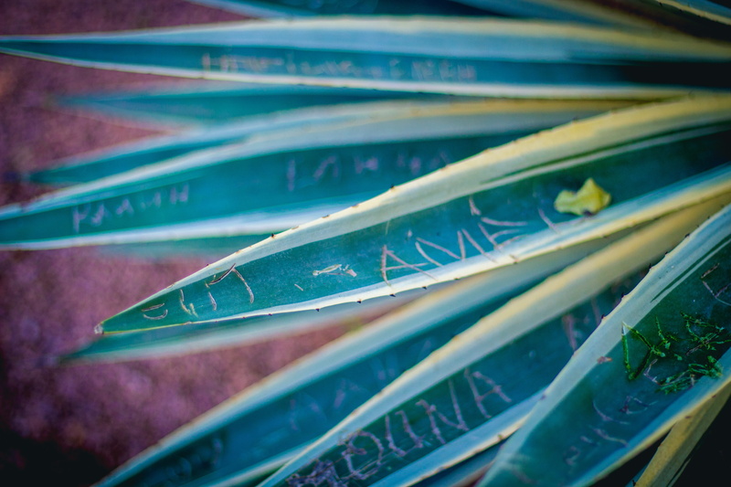 plant part, jardin majorelle, close-up, herbal medicine, leaf, morocco, indoors, food and drink, ornament, pattern, art, veins, 5K, communication, healthcare and medicine
