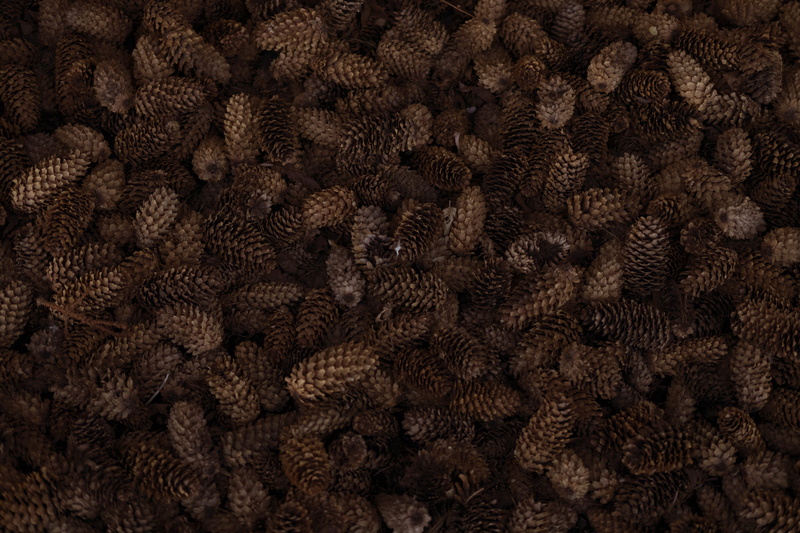 full frame, reef, 4K, agriculture, sea, art, food, close-up, no people, outdoors, repetition, animal, black color, large group of objects, pinecones, abundance