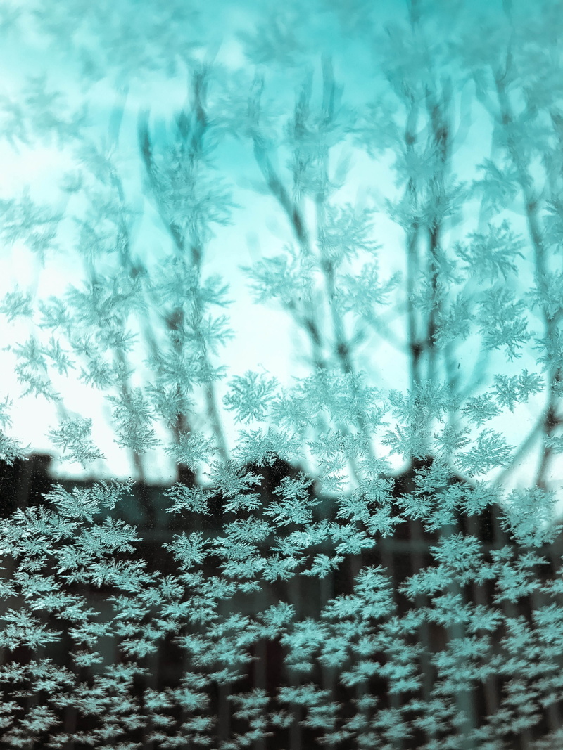 selective focus, pattern, veins, field, crystal, milano, SNOW, day, beauty in nature, fractal, plant, ornament, embroidery, tranquility, tree, mountain
