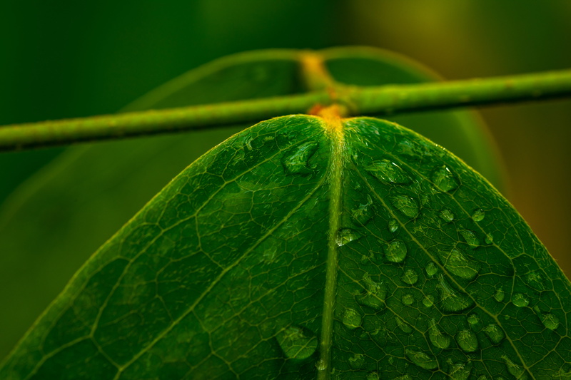 wet, beauty in nature, focus on foreground, anisoptera, contact lens, crystal, purity, veins, invertebrate, coin, beverage, macro, animal, plant, plant part