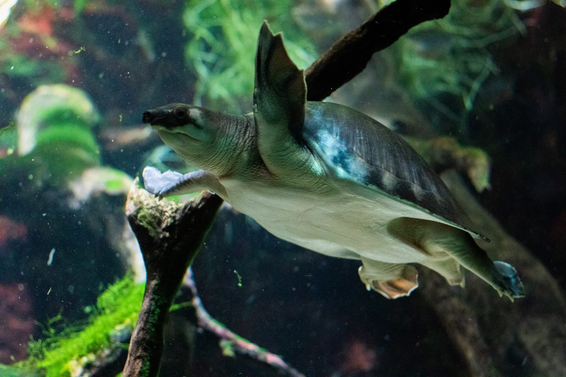 animals in the wild, one animal, transparent, animal themes, tortoise, sea life, swimming, animals in captivity, rock beauty, nature, bird, coast, 5K