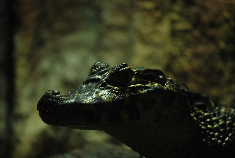 animals in captivity, focus on foreground, garden spider, animal body part, animal, anaconda, close-up, animals in the wild, lizard, animal eye, wildlife