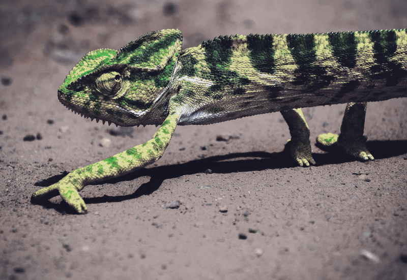 animals in the wild, animal body part, selective focus, iguana, 5K, animal themes, india, close-up, cameleon, selective, lizard, vertebrate, perch, pondicherry