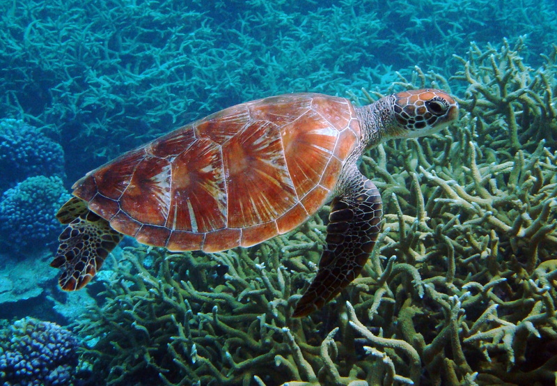 turquoise colored, no people, swimming, one animal, nature, body, green turtle, animal themes, turtle, wildlife, black tortoise, animals in the wild, underwater