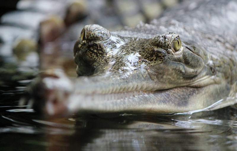 photo, animals in the wild, stealth, outdoors, no people, snout, eating, animal, gavial, underwater, amphibian, animal head, nature, gharial, close-up