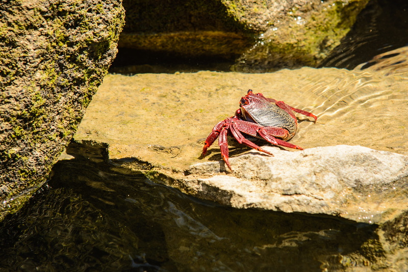 sunlight, beauty in nature, 4K, sea life, crab, animal wing, water, nature, animal themes, king crab, rock, outdoors, land, food, angelfish, close-up