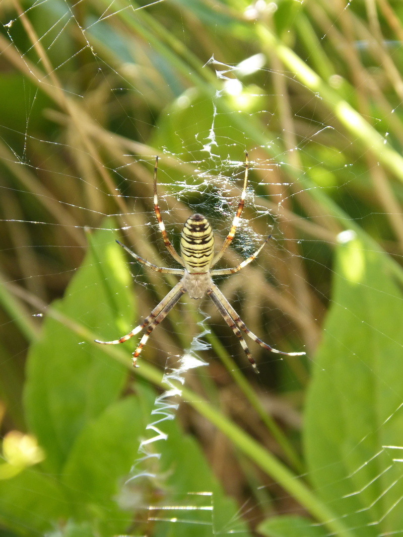 tiger, close-up, Wasp Spider, fragility, insect, complexity, one animal, day, wasp, animal leg, animal wildlife, selective focus, zoology, argiope bruennichi