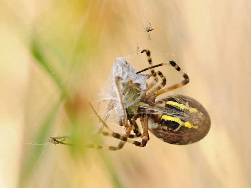 outdoors, barn, animal themes, fragility, selective focus, web, brown, 2K, wasp spider, yellow, plant, focus on foreground, one animal, arachnid, spider