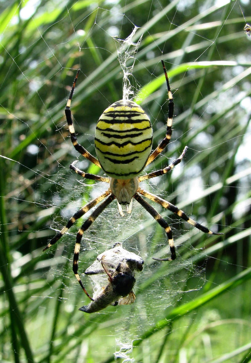 wildlife, arachnid, one animal, predator, wasp spider, animals in the wild, close-up, arthropod, insect, web, invertebrate, outdoors, animal themes, fragility