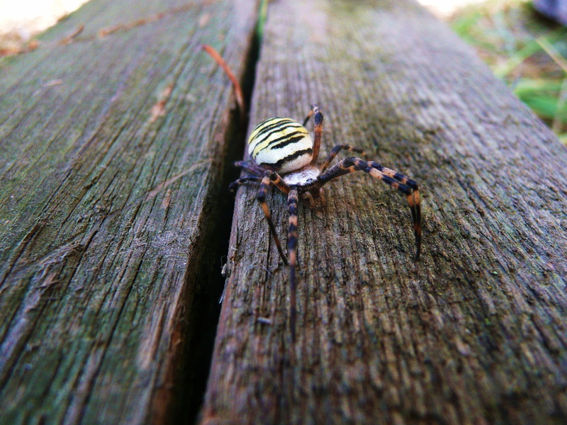spider, rough, wood - Material, macro, one animal, Argiope Bruennichi, animal wildlife, Wasp Spider, 2K, orb-web spider, outdoors, close-up, animals in the wild