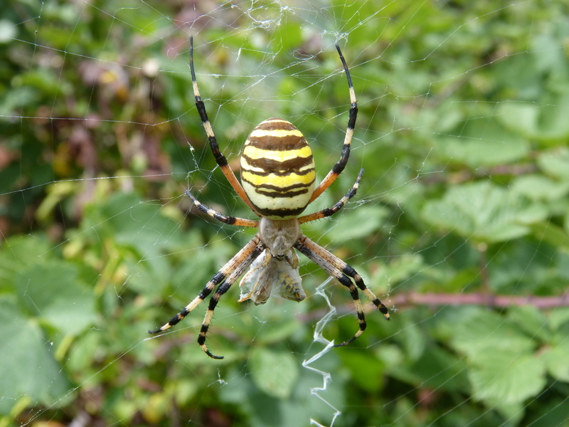 spider, no people, 4K, arachnid, day, nature, macro, spider tiger, vulnerability, spinning, one animal, wildlife, animal wildlife, predator, complexity