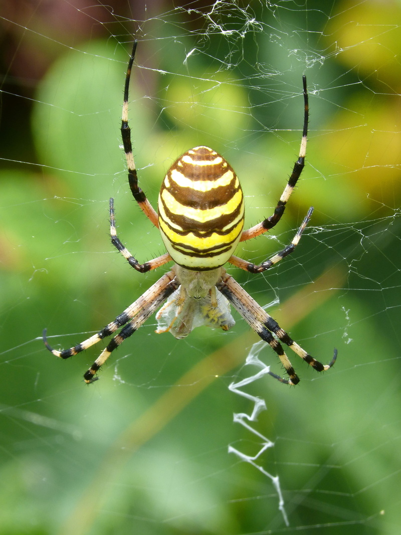 invertebrate, insect, vulnerability, wasp, animal wildlife, arachnid, 2K, close-up, animal themes, animal, tiger, fragility, focus on foreground, one animal