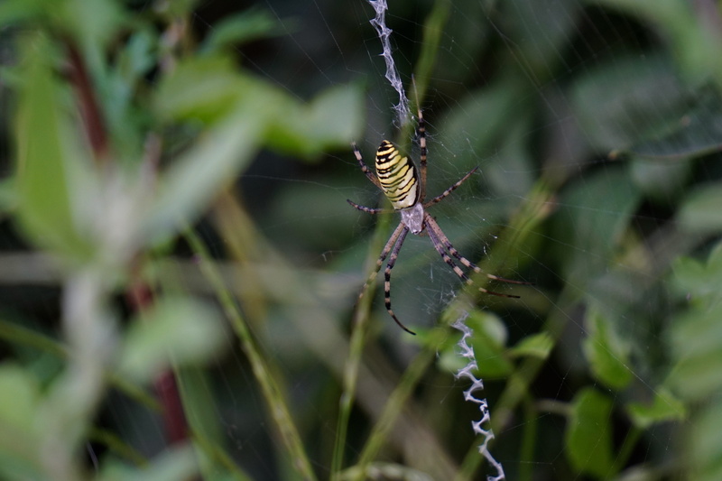 no people, zebraspinne, arachnid, animal body part, close-up, animals in the wild, focus on foreground, argiope bruennichi, 5K, fragility, silk band spider