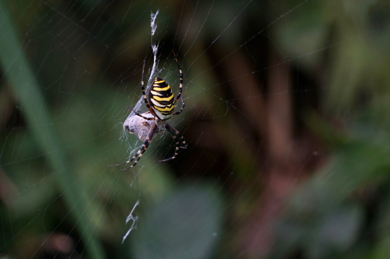 prey, argiope bruennichi, silk band spider, cobweb, no people, invertebrate, web, animal wildlife, selective focus, wasp spider, nature, complexity, tiger spider