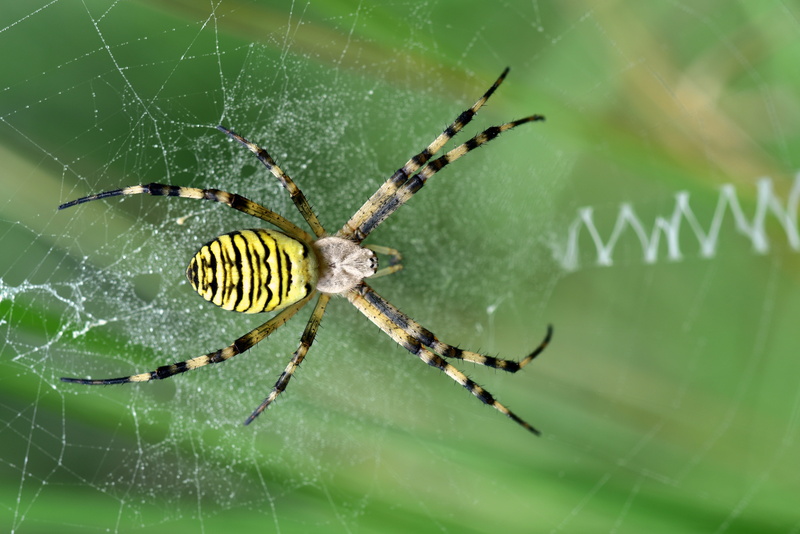 animal themes, animal, close up, animals in the wild, lurking, animal body part, no people, yellow, cobweb, spider web, striped, creepy, wait, nature, argiope bruennichi