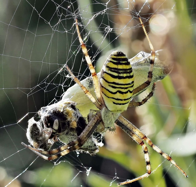 outdoors, invertebrate, network, one animal, butterfly, arachnid, nature, victims, silk band spider, survival, death, argiope bruennichi, close-up, zebraspinne