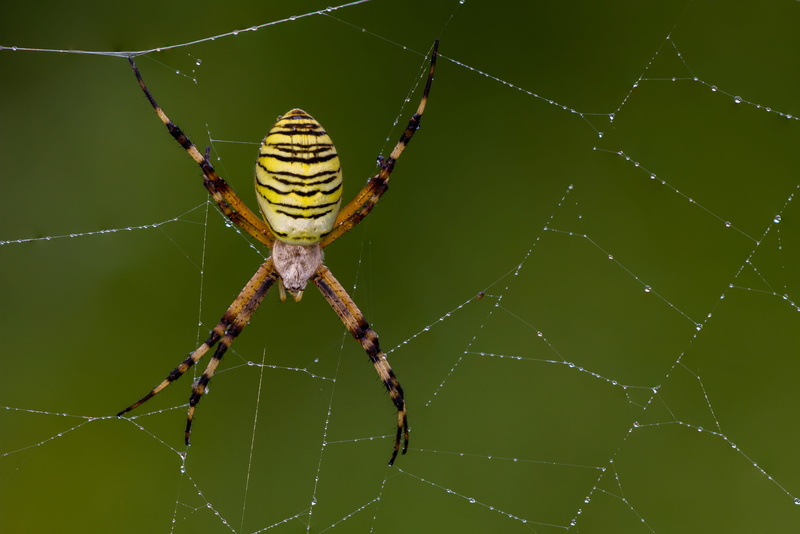 invertebrate, spider web, zebraspinne, outdoors, argiope bruennichi, survival, animal body part, 4K, yellow, one animal, close-up, no people, zoology