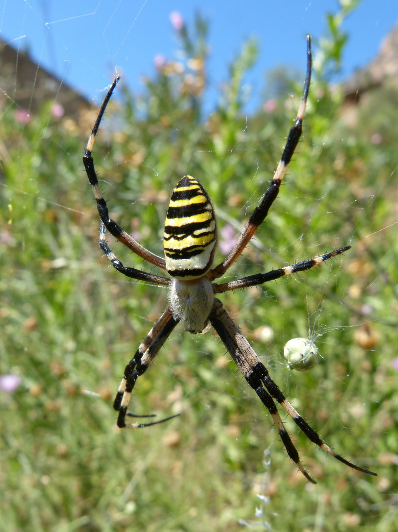 arthropod, spider tiger, animal wildlife, animals in the wild, outdoors, animal, day, invertebrate, argiope bruennichi, spider web, beauty in nature, wasp spider